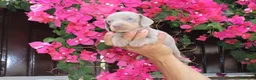 Teckel Miniatura perros en venta: Teckels Miniatura#Calidad, seriedad y seguimiento - Anuncio 11