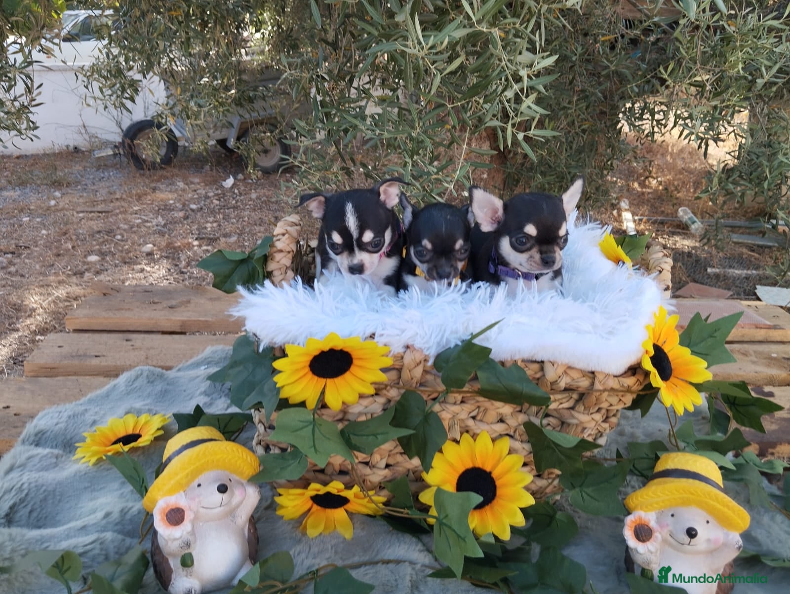 Chihuahua perros CHIHUAHUAS TOYS CABEZA DE MANZANA🍏 - Anuncio 2