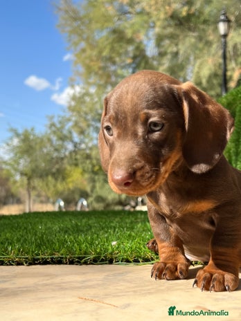 Teckel Miniatura perros en Ciudad Real - Anuncio 8