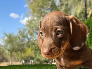 Teckel Miniatura perros Teckel MADRID !! en Ciudad Real - Anuncio 23