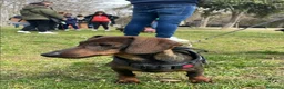 Teckel perros en venta: Teckel en Zaragoza - Anuncio 5