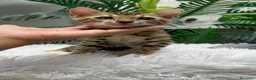 Bengalí gatos en venta: GATITA BENGALI - Anuncio 2