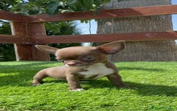 Chihuahua perros en venta: CHIHUAHUA HEMBRA - Imagen 4