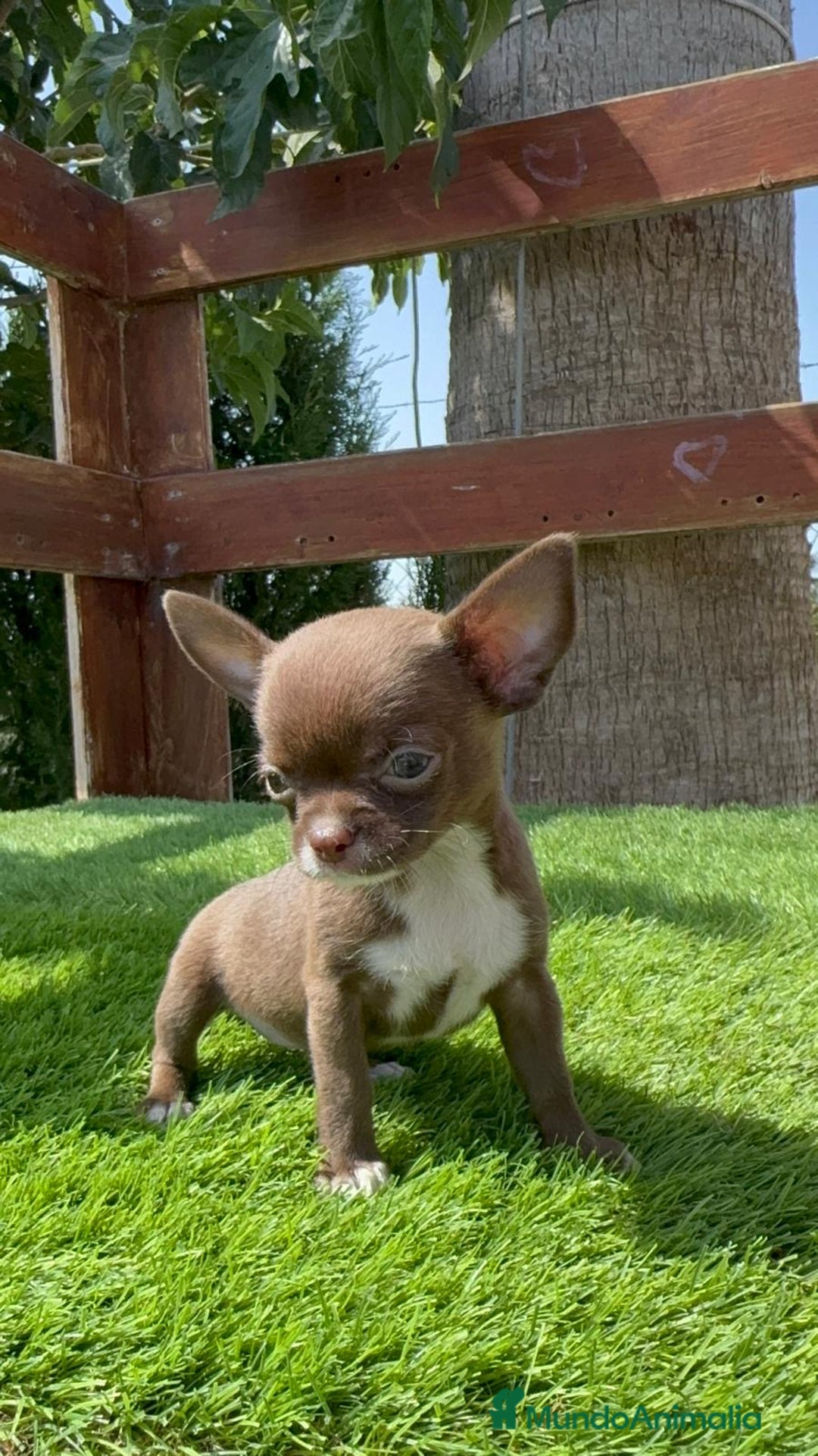 Chihuahua perros en venta: CHIHUAHUA HEMBRA - Imagen 4