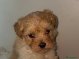 Maltipoo perros - Anuncio 11