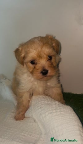 Maltipoo perros - Anuncio 13