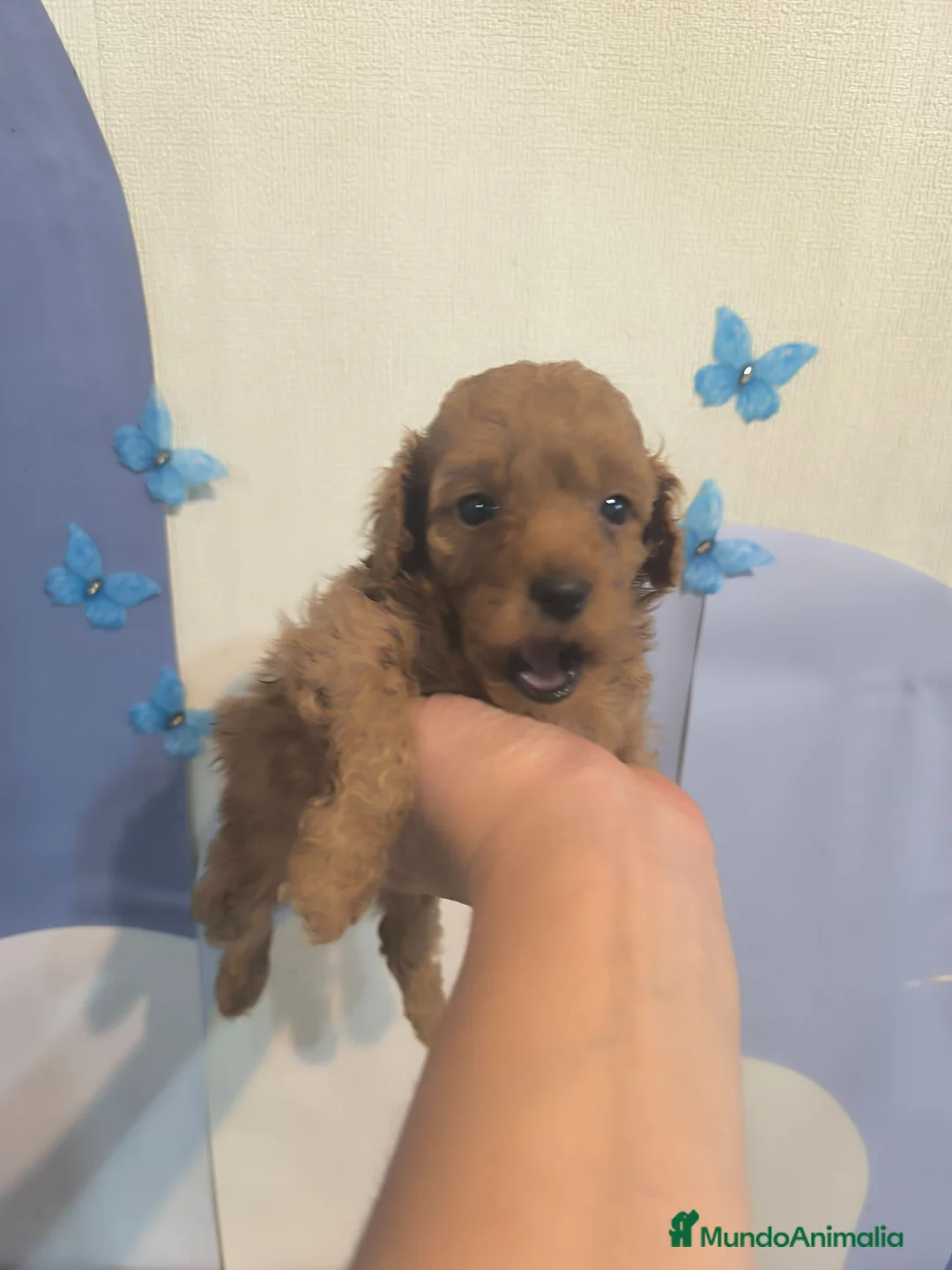 Caniche Toy perros en venta: Caniche en Curtis La Coruña - Anuncio 2