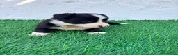 Border Collie perros en venta: Border Collie - Anuncio 14