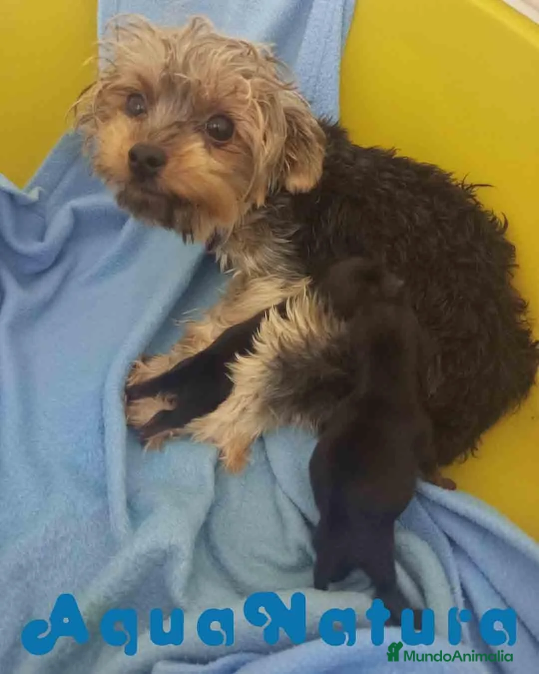 Yorkshire Terrier perros en venta: Yorkshire Terrier Camada de Minus y Mas AQUANATURA - Anuncio 2