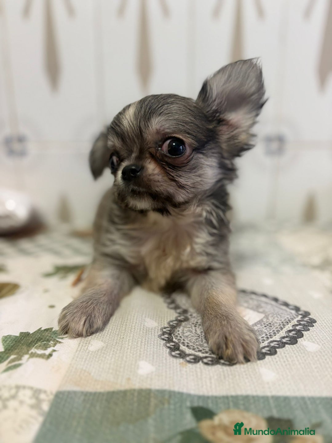 Chihuahua perros en venta: Chihuahua pelo largo cabeza 🍏 - Imagen 3