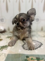 Chihuahua perros - Anuncio 3