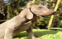 Weimaraner perros en venta: Braco de Weimar macho  - Anuncio 4