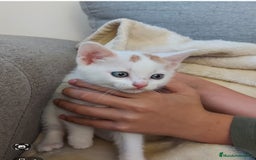 Otras razas gatos en venta: Cruce de gato persa - Imagen 2