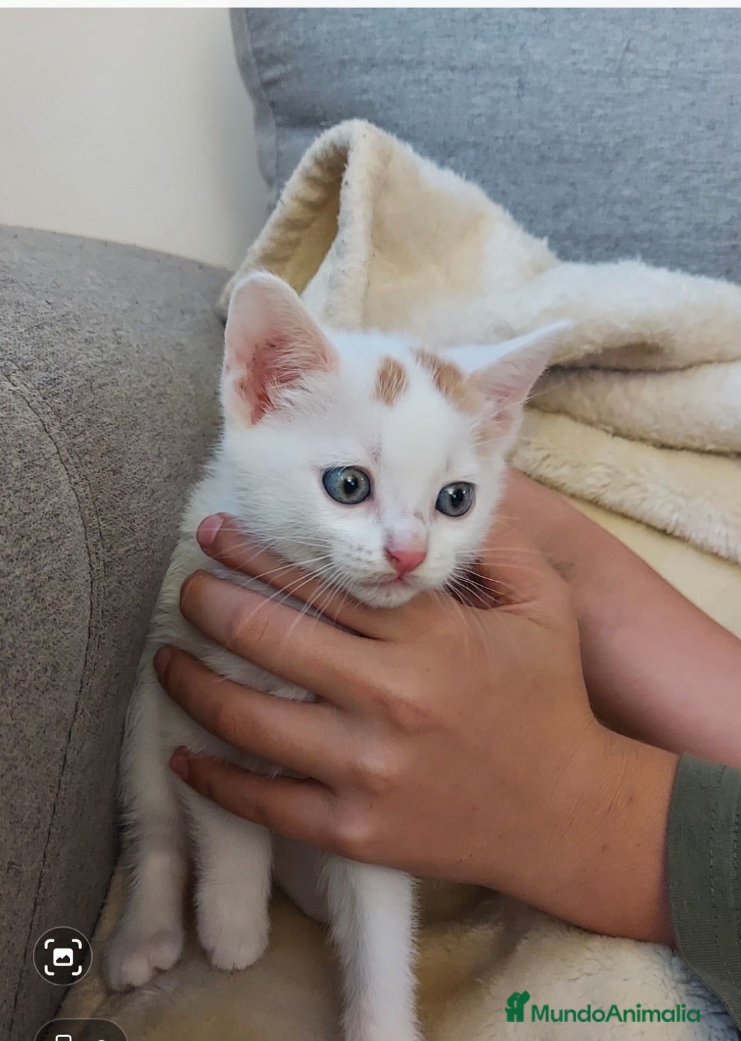 Otras razas gatos en venta: Cruce de gato persa - Imagen 2