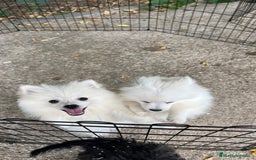 Pomerania perros en venta: Pomerania blanco  - Imagen 3