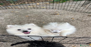 Pomerania perros - Anuncio 3