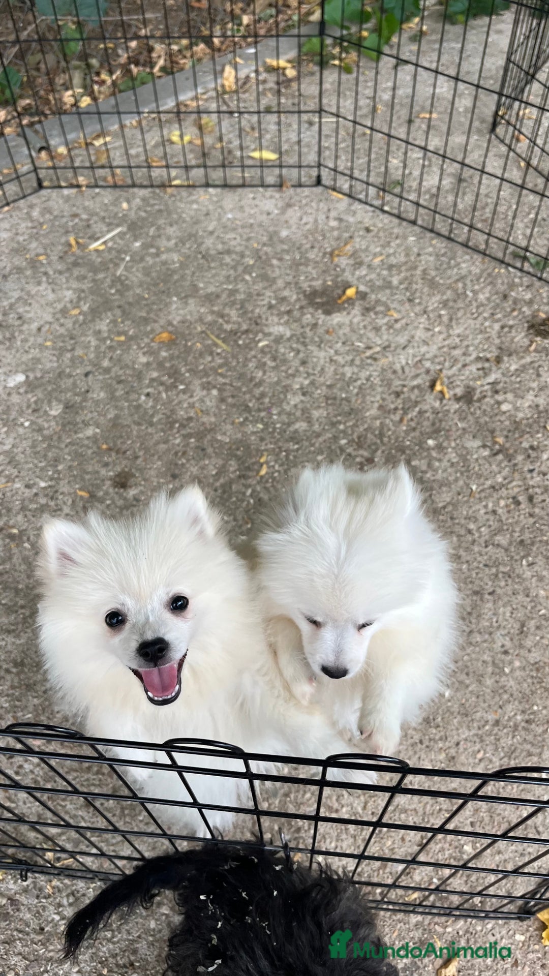 Pomerania perros en venta: Pomerania blanco  - Imagen 3