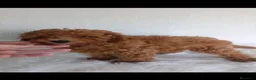 Caniche Toy perros en venta: Caniche toy  - Anuncio 3