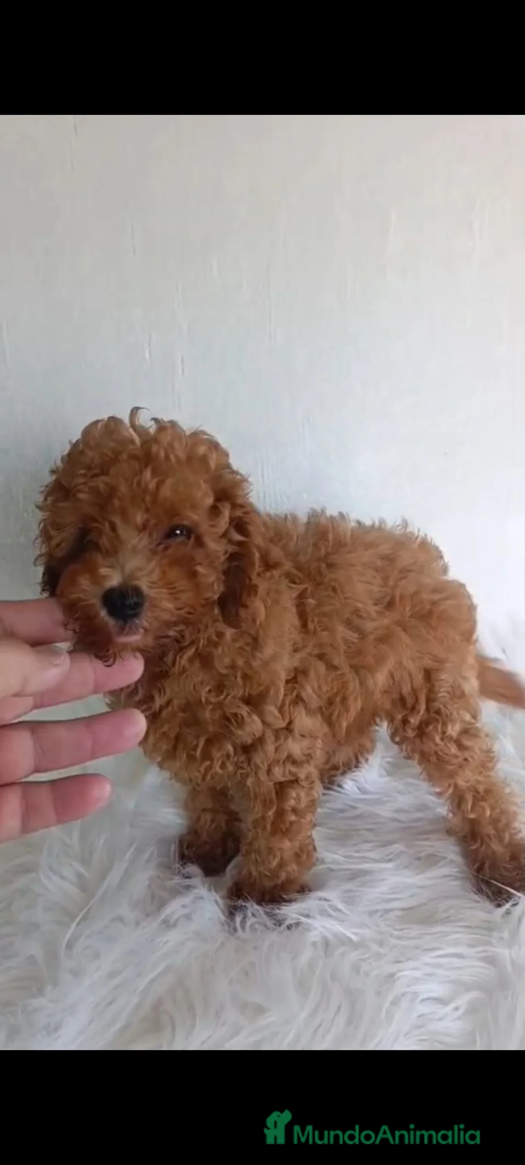 Caniche Toy perros en venta: Caniche toy  - Anuncio 3