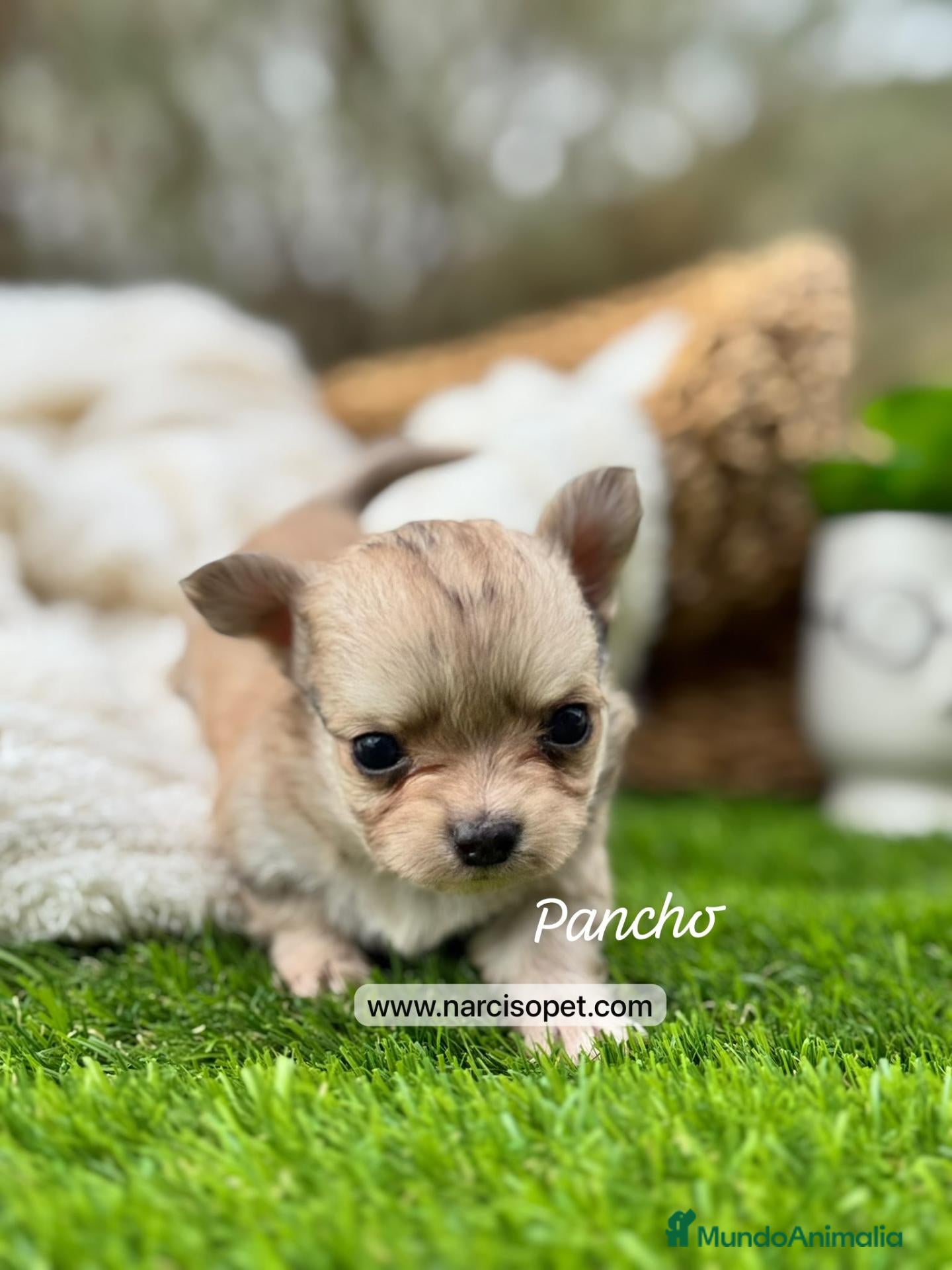Chihuahua perros CHIHUAHUA PELO LARGO MACHO - Anuncio 1