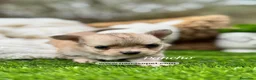 Chihuahua perros en venta: CHIHUAHUA PELO LARGO MACHO - Anuncio 1