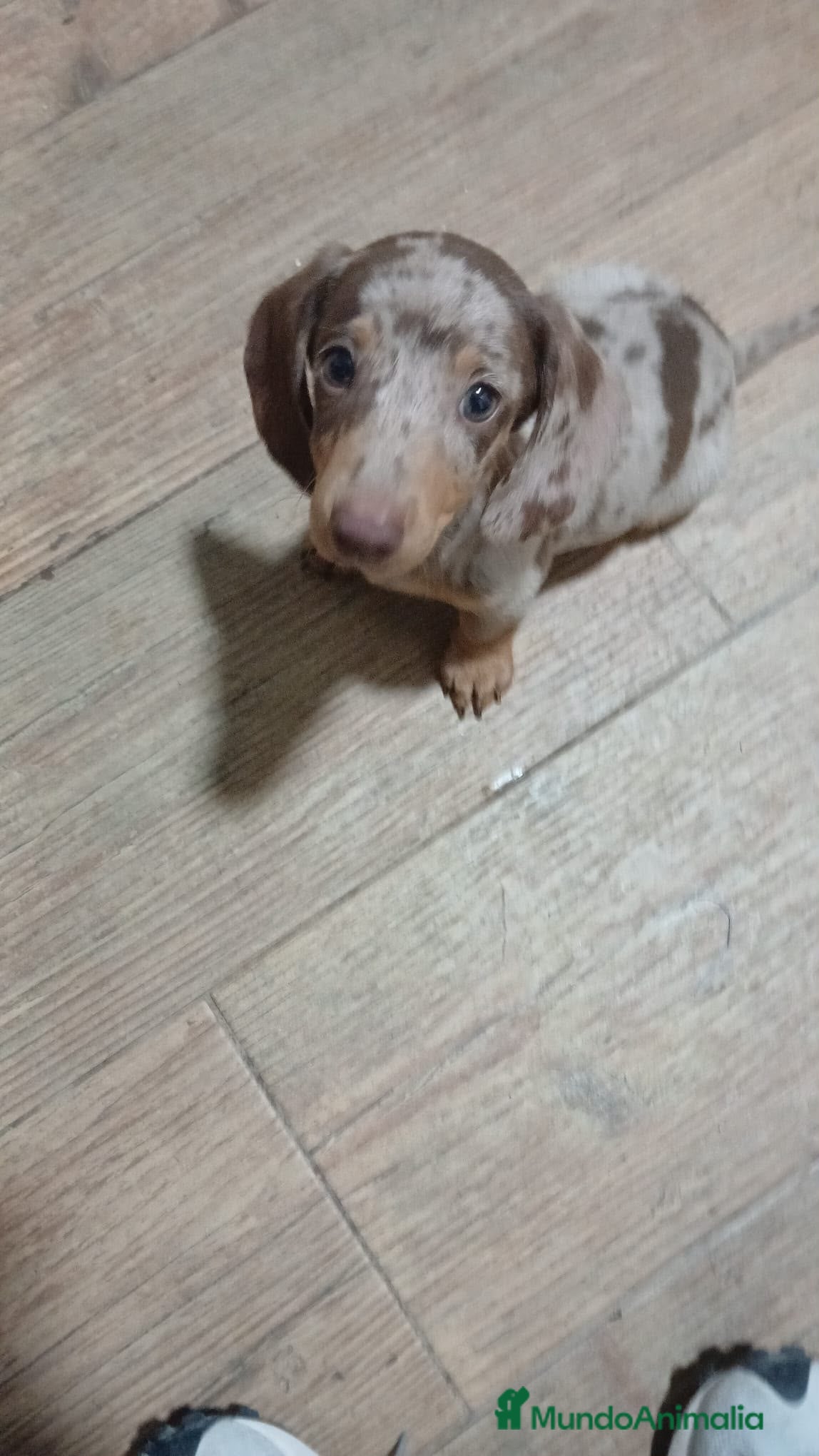 Teckel Miniatura perros Teckel miniatura merle choco - Anuncio 1