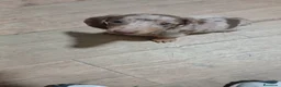Teckel Miniatura perros en venta: Teckel miniatura merle choco - Anuncio 1