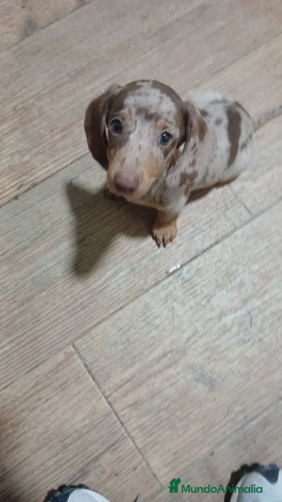 Teckel Miniatura perros en venta: Teckel miniatura merle choco - Anuncio 1
