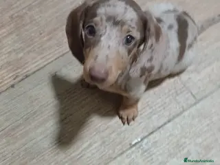 Teckel Miniatura perros Teckel miniatura merle choco - Anuncio 1