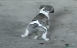 Whippet perros en venta: Whippet - Imagen 4