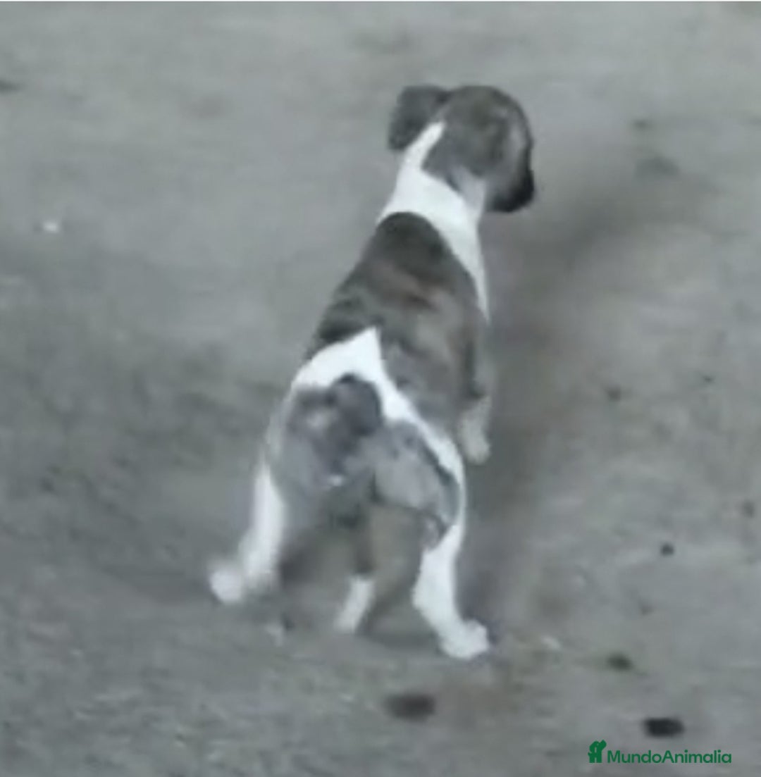 Whippet perros en venta: Whippet - Imagen 4