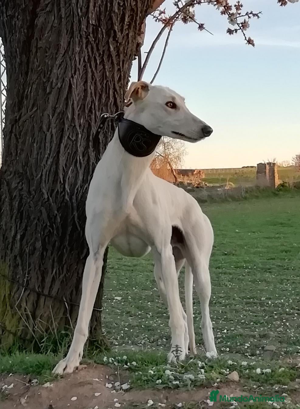 Galgo Español perros GALGOS ESPAÑOLES - Anuncio 1