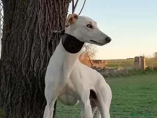 Galgo Español perros GALGOS ESPAÑOLES - Anuncio 1