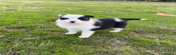 Border Collie perros en venta: Border collie  - Anuncio 3