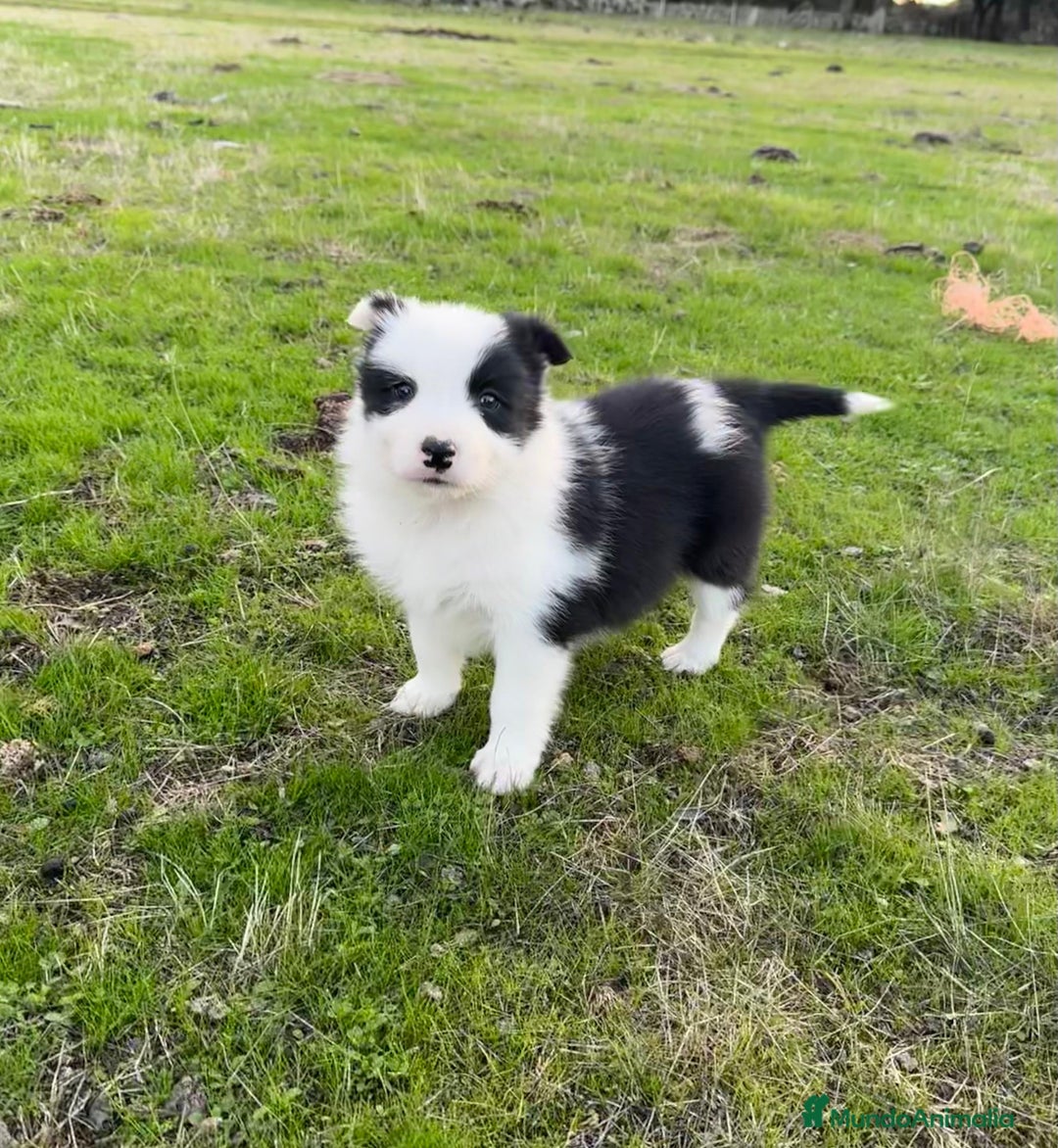 Border Collie perros en venta: Border collie  - Anuncio 3