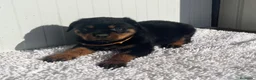 Rottweiler perros en venta:  Rottweiler  en Sevilla - Anuncio 21