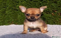 Chihuahua perros en venta: ¡Cachorritos Chihuahua buscan familia! 🐶 - Imagen 1