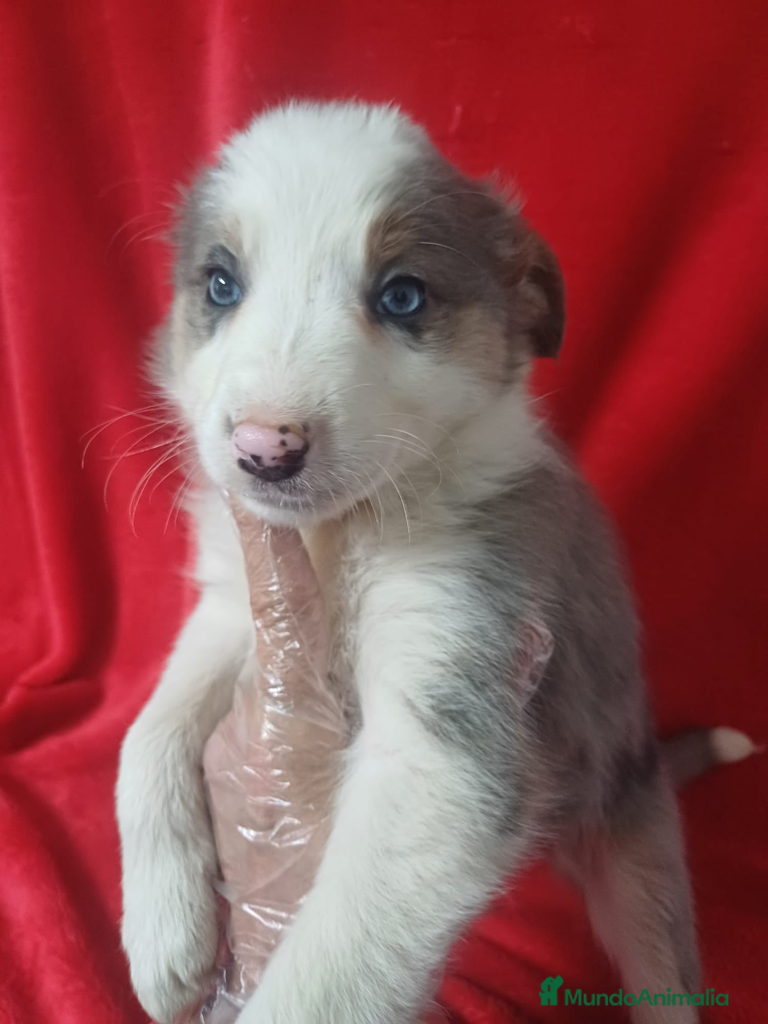 Border Collie perros Border Collie Merle  - Anuncio 11