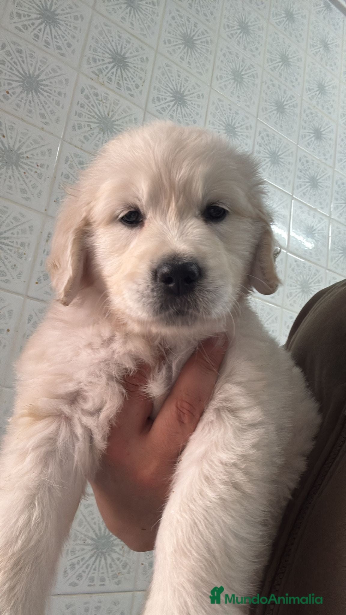 Golden Retriever perros Golden Retriever  - Anuncio 1