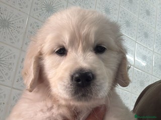 Golden Retriever perros Golden Retriever - Anuncio 1