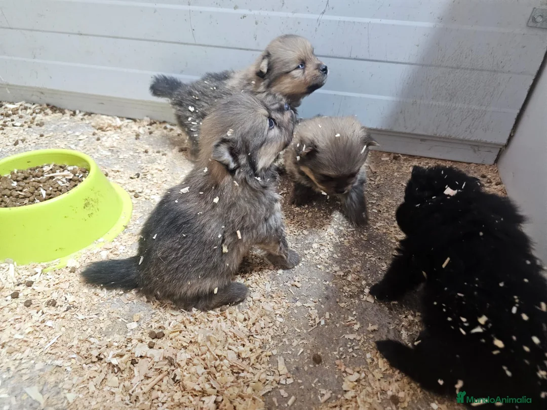 Pomerania perros en venta: Pomerania  - Anuncio 2
