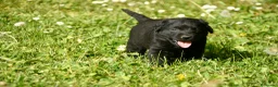 Labrador Retriever perros en venta: Cachorros de Labrador Retriever Negros - Anuncio 26