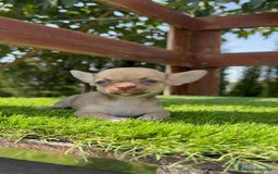 Chihuahua perros en venta: CHIHUAHUA MACHO - Imagen 14