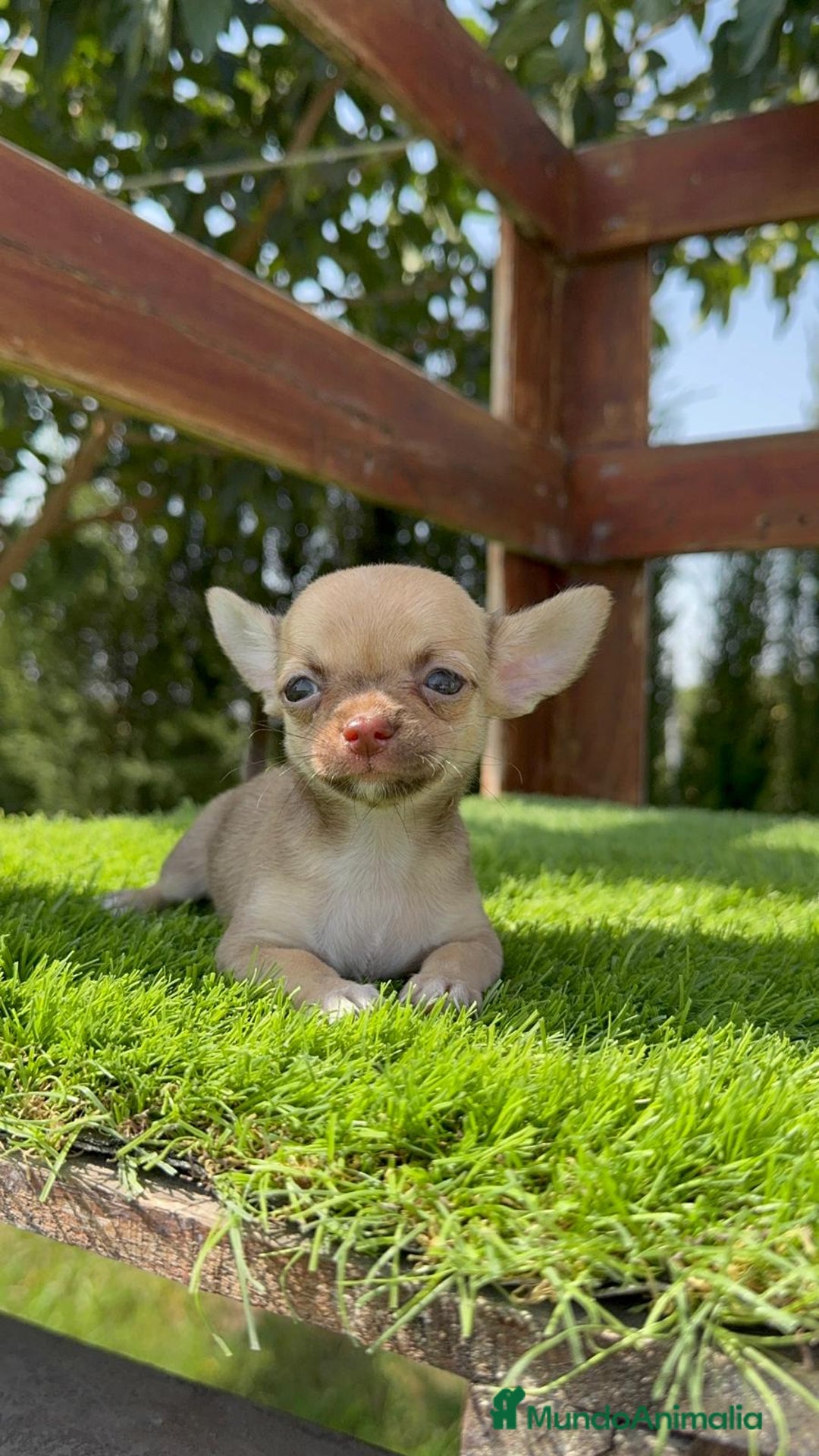 Chihuahua perros en venta: CHIHUAHUA MACHO - Imagen 14