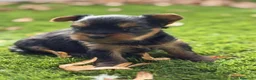 Yorkshire Terrier perros en venta: CRIADERO DE YORKSHIRE  - Anuncio 3