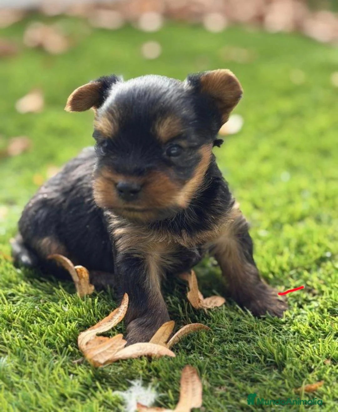 Yorkshire Terrier perros en venta: CRIADERO DE YORKSHIRE  - Anuncio 3