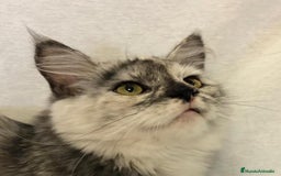 Maine Coon gatos en venta: Maine Coon Hembras - Imagen 5