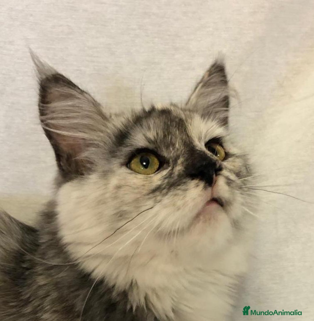 Maine Coon gatos en venta: Maine Coon Hembras - Imagen 5