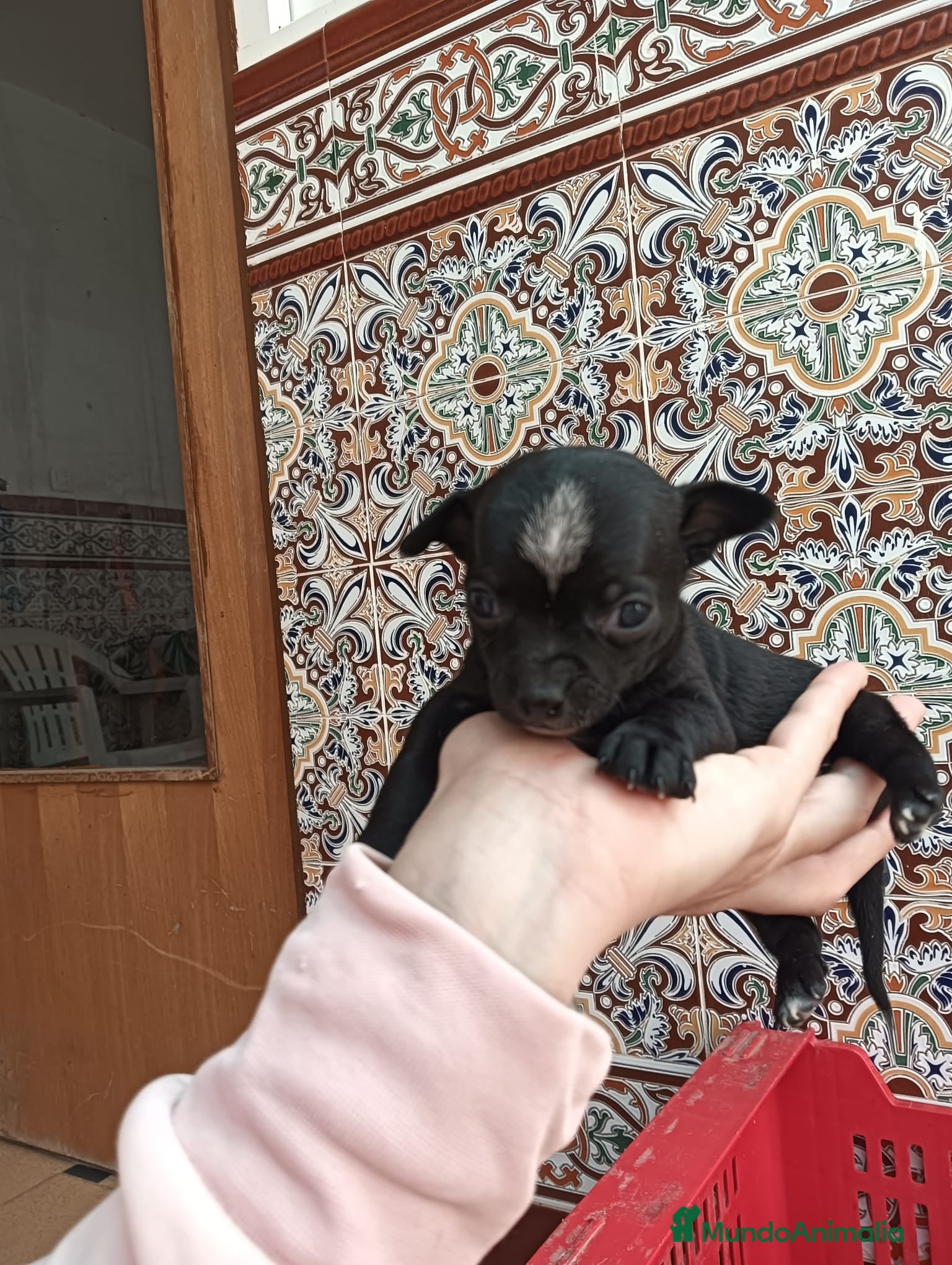 Chihuahua perros Chihuahua macho Toy  - Anuncio 1