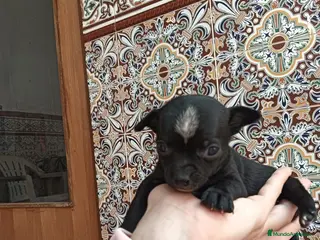 Chihuahua perros Chihuahua macho Toy - Anuncio 1